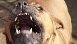 Pitbull jaýma: una mujer fue ataca por perros en una granja de Caaguazú