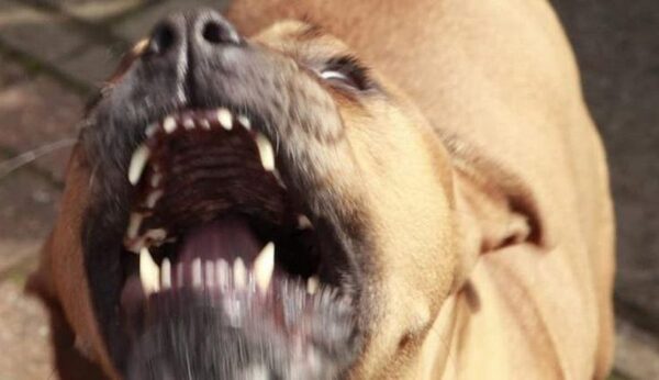 Pitbull jaýma: una mujer fue ataca por perros en una granja de Caaguazú