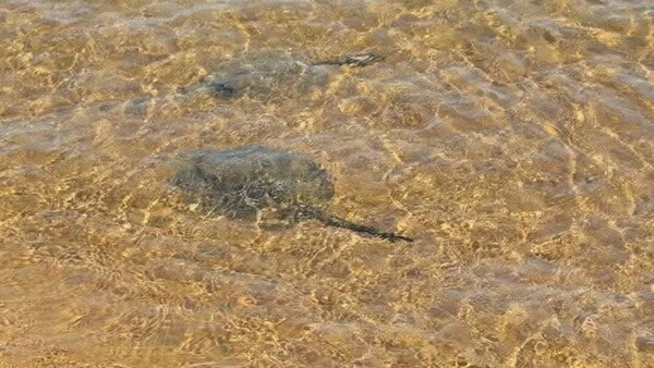 Rayas picaron a dos niños en la playa San José de Encarnación