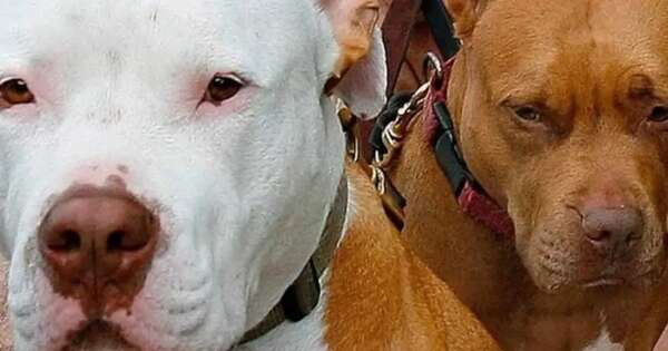 La Nación / Mujer es mordida por perros de la raza Pitbull tras ingresar a una granja en horas de la madrugada
