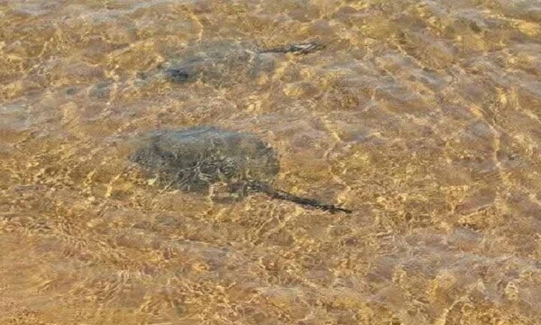 Rayas picaron a dos niños en la playa San José de Encarnación – Prensa 5