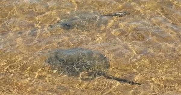 Dos niños fueron atacados por rayas en la playa San José de Encarnación - Noticiero Paraguay