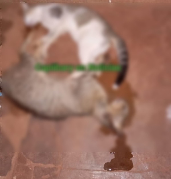 UNA PERSONA ENVENENA A MASCOTAS DE POBLADORES DE YBYCUÁ