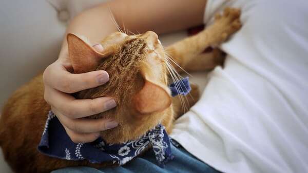 ¿Por qué los gatos amasan con las patas? El origen de este gesto instintivo - Mascotas - ABC Color