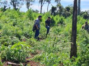 Desmantelan importante plantación de marihuana en Caazapá