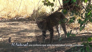 Al Natural: Mamíferos del Pantanal - SNT