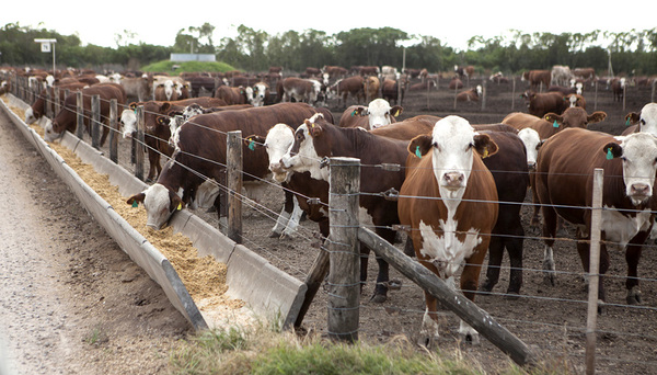La ocupación del Feedlot continúa cayendo en Argentina y se acerca al 50%