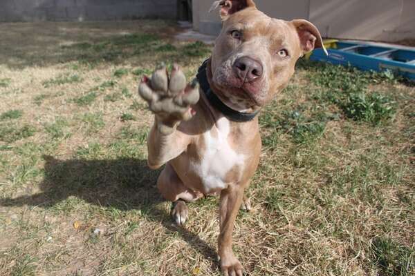 Ataque de pitbulls: amputaron los brazos a mujer que ingresó a una granja - Policiales - ABC Color