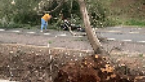 Árbol cayó sobre un motociclista durante el temporal