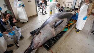 La ballena más rara del mundo hallada en Nueva Zelanda pudo morir de un golpe en la cabeza