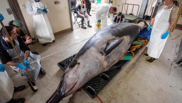 La ballena más rara del mundo hallada en Nueva Zelanda pudo morir de un golpe en la cabeza