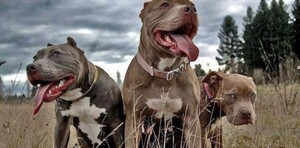 Amputan los brazos a mujer atacada por perros en una granja en Coronel Oviedo - Unicanal