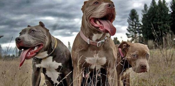 Amputan los brazos a mujer atacada por perros en una granja en Coronel Oviedo - Unicanal