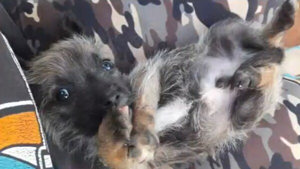 Mujer denuncia a su vecino por matar de un disparo a cachorro