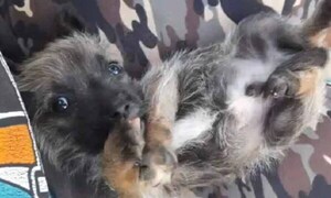 Mujer denuncia a su vecino por matar de un disparo a cachorro – Prensa 5