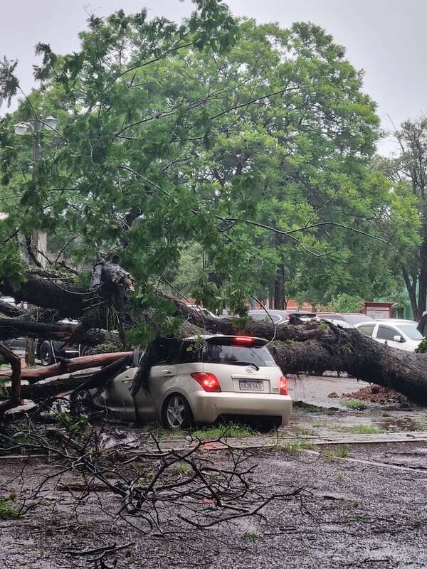 Destrozos por la tormenta: reportan árboles caídos y autos destruidos - Nacionales - ABC Color