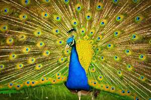 ¿Por qué algunas aves tienen colores tan vivos? - Mascotas - ABC Color