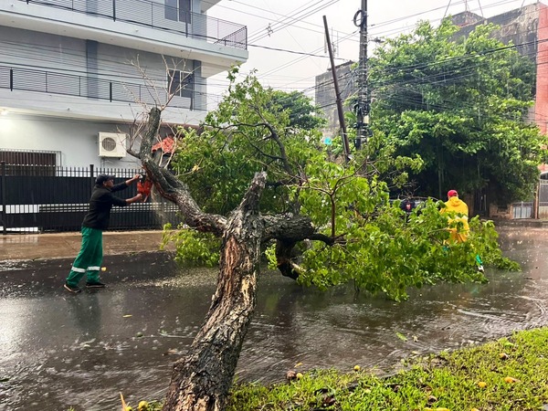 Tormenta derribó 21 árboles en Asunción - 1000 Noticias