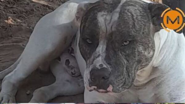 Pitbull dejó sin los dos brazos a una mujer