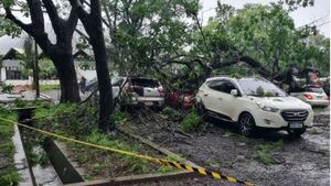 Árboles caídos, vehículos destrozados y semáforos sin funcionar por temporal