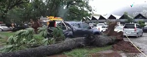 Fuertes vientos tumban árboles y destruyen varios vehículos en el campus de la UNA - ADN Digital