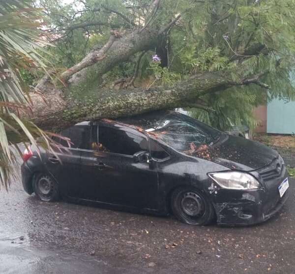 Video: chofer de Bolt quiso pasar debajo del árbol caído - Policiales - ABC Color
