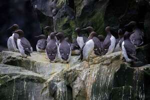 Alaska: cambio climático acabó con millones de aves marinas  - Ciencia - ABC Color