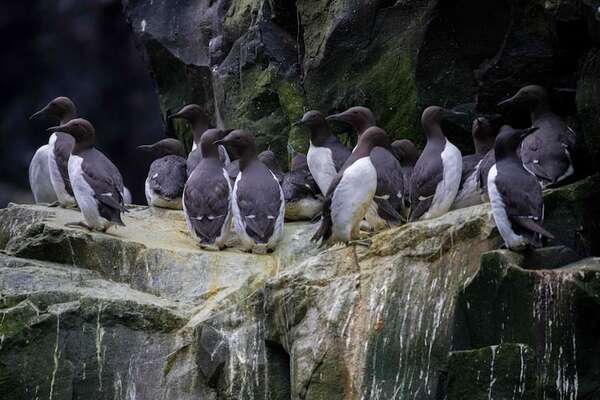 Alaska: cambio climático acabó con millones de aves marinas - Ciencia - ABC Color