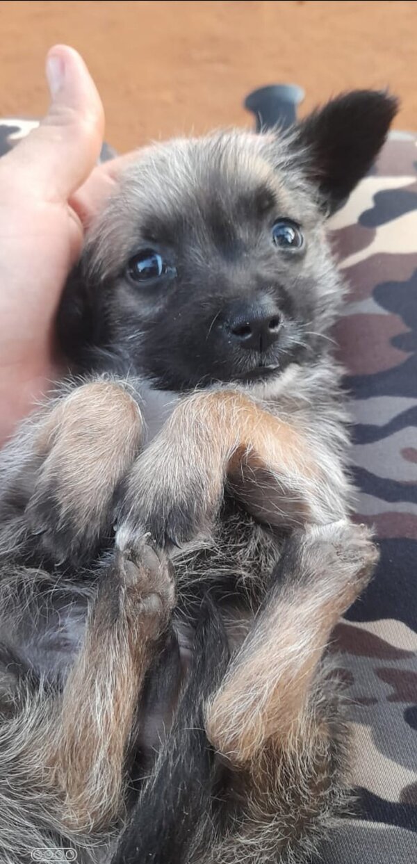 Mujer denuncia a su vecino que habría matado de un balazo a su perro - Unicanal