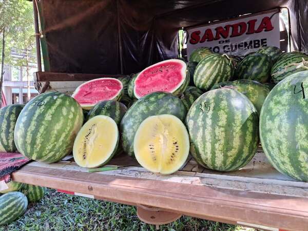 Paso Güembé: 500.000 de las más dulces sandías del país saldrán al mercado en esta cosecha  - Nacionales - ABC Color