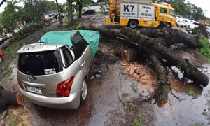 Frondosos árboles caen sobre al menos siete vehículos en la UNA – Prensa 5