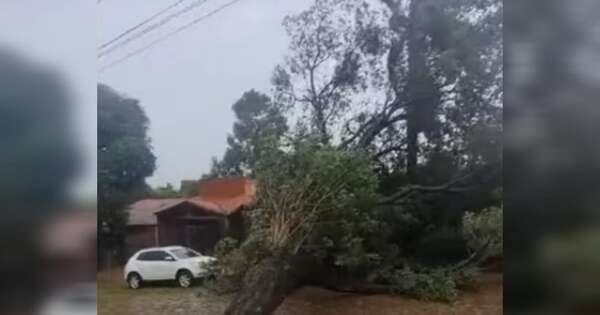 Diario HOY | Árbol cayó sobre una casa: abuela sufrió traumatismo, niños salieron ilesos