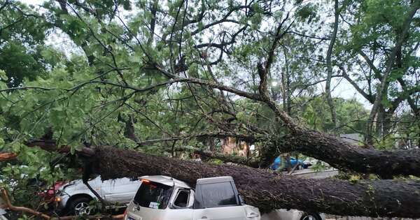 Diario HOY | Árboles caídos tras la tormenta dejan 7 vehículos destruidos en campus de la UNA