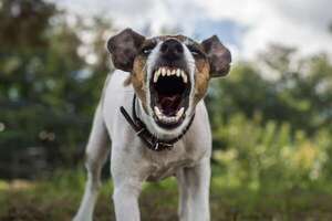 Por esto se vuelven agresivos algunos perros: explicaciones desde la etología - Mascotas - ABC Color