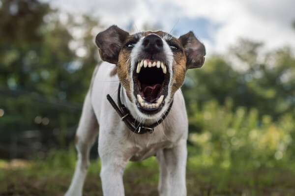 Por esto se vuelven agresivos algunos perros: explicaciones desde la etología - Mascotas - ABC Color