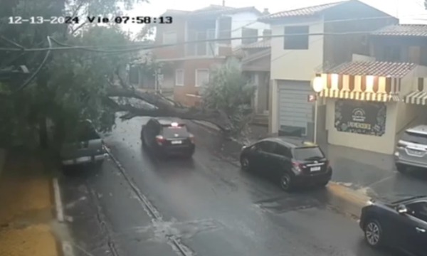 Conductor de plataforma intentó pasar debajo de un árbol caído - Unicanal