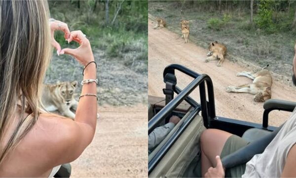 [VIDEO] ¡Ndetavyonde! Pelotero cerrista vacaciona en medio de leones