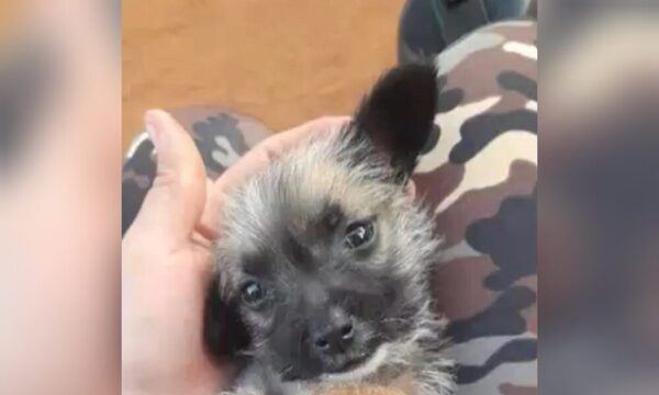 (VIDEO)Infeliz habría matado a un cachorro de un balazo