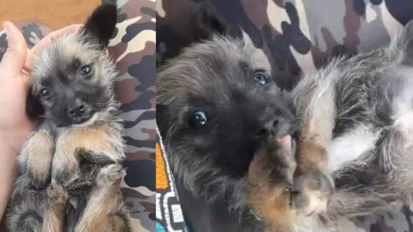 Indignación en Capiatá por muerte de cachorro