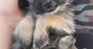 La Nación / A tiros mataron a su perro y la dueña denunció a su vecino en Capiatá
