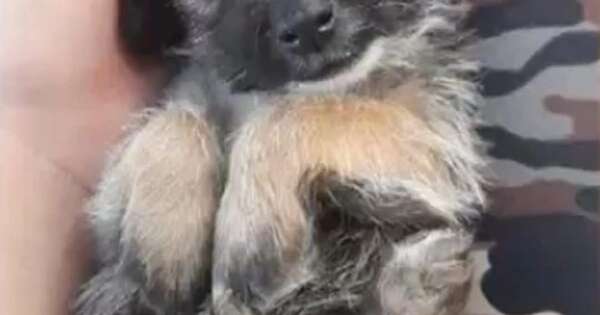 La Nación / A tiros mataron a su perro y la dueña denunció a su vecino en Capiatá