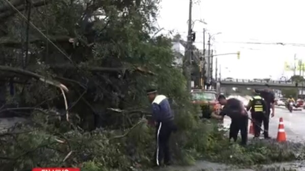 Unos 40 árboles habrían caído solo en Asunción por el temporal - 1000 Noticias