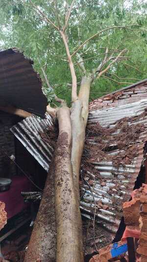 Árboles caídos, casas destruidas y familias atrapadas por temporal en Villa Elisa - 1000 Noticias