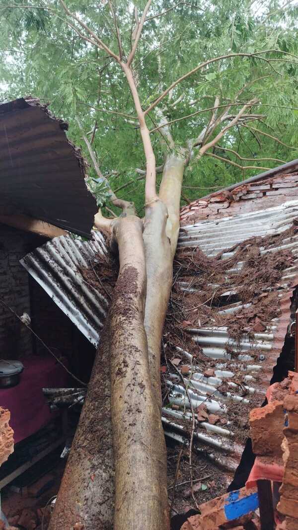 Árboles caídos, casas destruidas y familias atrapadas por temporal en Villa Elisa - 1000 Noticias