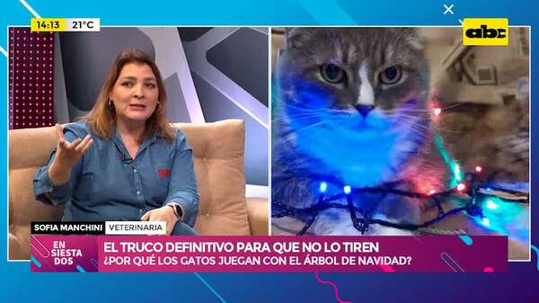 ¿Por qué los gatos juegan con el árbol navideño?: el truco definitivo para que no lo tiren - Ensiestados - ABC Color