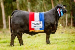 Vaca Brangus de Pukavy y Amarilla en el Top 3 de las mejores del mundo