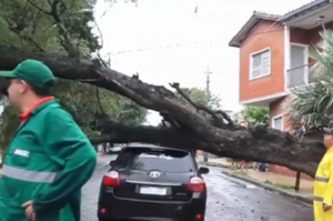 Conductor de plataforma colisiona contra un árbol caído