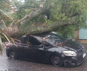 (VIDEO) Lluvia de memes y parodias tras choque por un árbol en Asunción