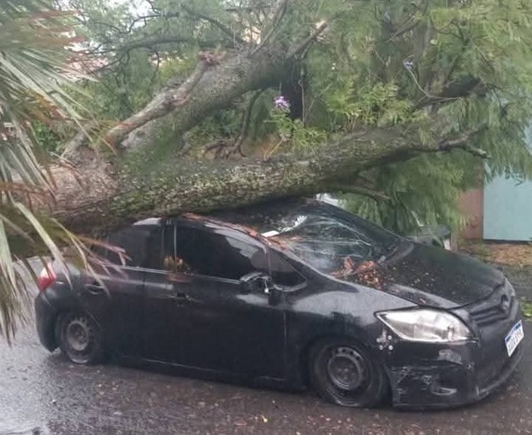 (VIDEO) Lluvia de memes y parodias tras choque por un árbol en Asunción