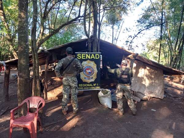 Destruyen más de 6 toneladas de marihuana y 4 campamentos narcos en Amambay - Policiales - ABC Color